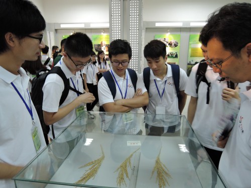 澳門千人計劃「好好學習！天天向上！--湖南科創大本營」一行參觀學員了解雜交水稻植株。